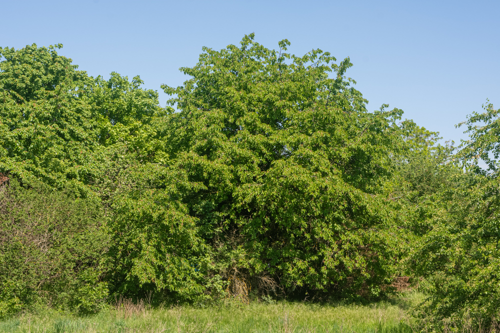 bunch green trees park with grass foreground blue sky