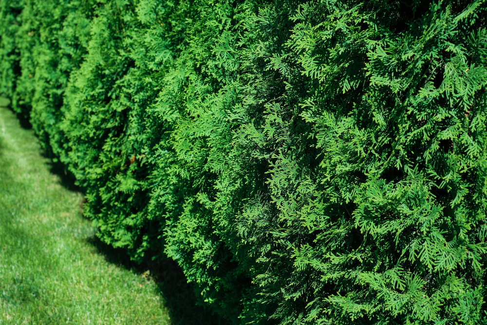 a hedge of green bushes