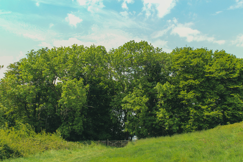 green trees bright sky lodmoor country park weymouth dorset