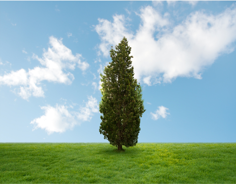 pine tree middle field