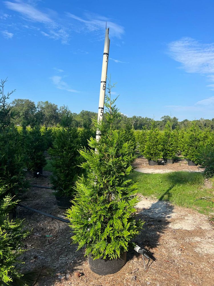 green giant arborvitae